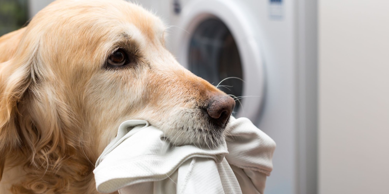 Superclean Laundromat Pet Laundry